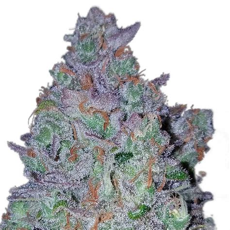 Strawberry Kush Feminized Cannabis Seeds Caliseedstore