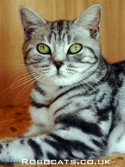 This is a young female Robocat British Shorthair Silver Tabby kitten ...