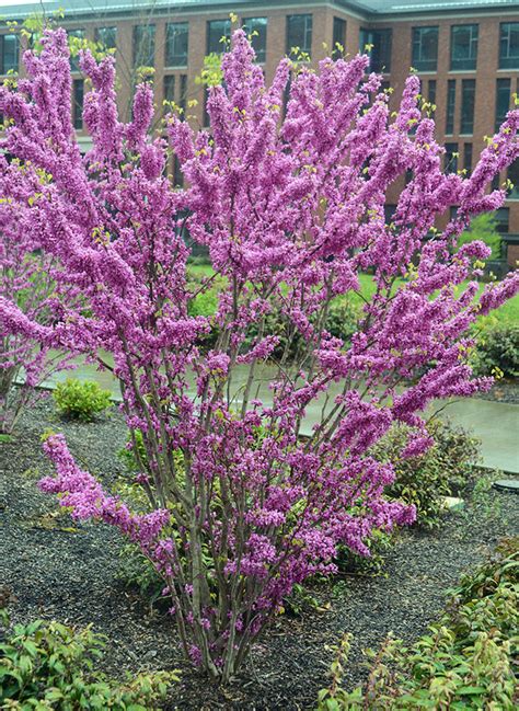 Cercis Chinensis Avondale Landscape Plants Oregon State University