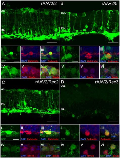 Green Fluorescent Protein Gfp Fluorescence Patterns Of Different