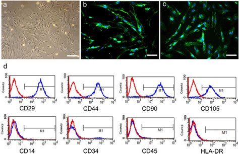 Characterization Of Human Amniotic Mesenchymal Stem Cells Hamscs A