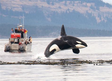 Whale & Wildlife Watching Tour from Seattle - Evergreen Escapes