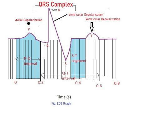 Describe And Explain The Normal Ecg Pattern Quizlet