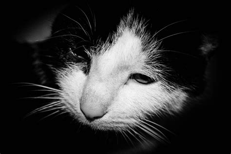 Free Images : black and white, darkness, black cat, close up, nose ...