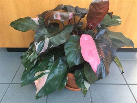 Pink Pothos Plant Pothos Plant