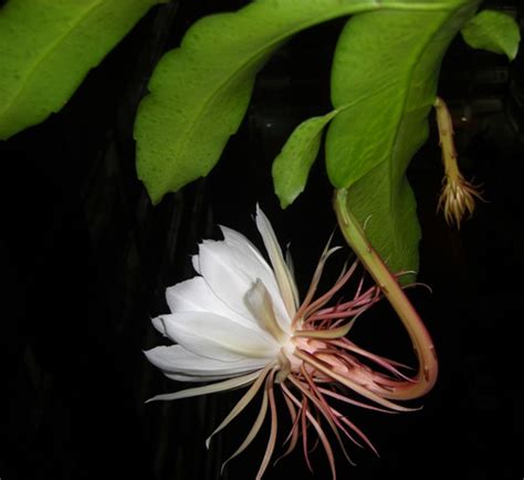 Loving Kindness@Samsara: Epiphyllum oxypetalum...a midnight bloom