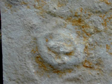 Cambrian Jellyfish Fossil