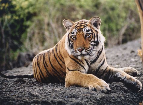 Tigers WildLife Animal Info | All Wildlife Photographs