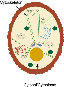 About Mutation: Cytosol