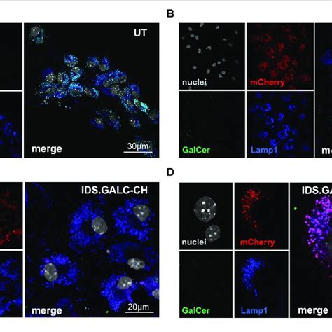 Lysosomal Localization Of Chimeric Galc Enzymes A D Representative