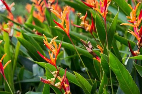 Growing Lobster Claw Plant Heliconia Rostrata Garden Lovers Club