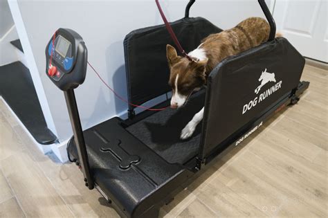 Dog Treadmill - Why would a dog need a treadmill?