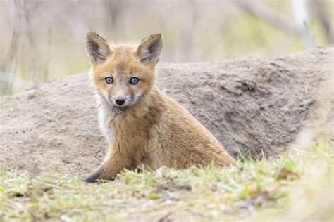 Fun Facts About Baby Foxes Outdoor Pests