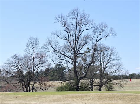 Barren Trees Free Stock Photo - Public Domain Pictures