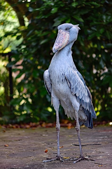 Qué hace que la extraña cigüeña Shoebill sea tan extraña Siznews