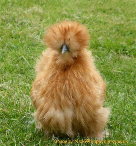 Gold Bearded Silkie Chicken Species Chicken Breeds Japanese Chicken