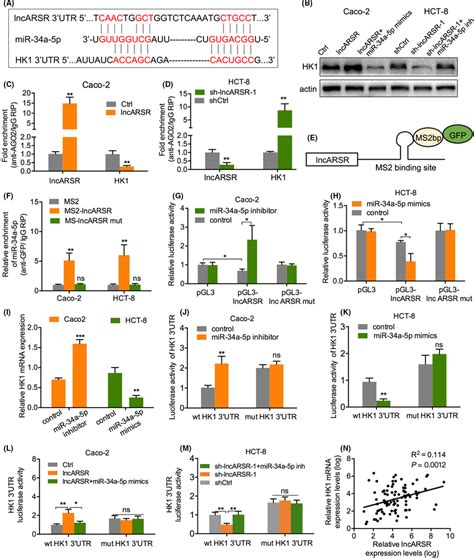 LncARSR Upregulates HK1 Expression By Competitively Binding MiR34a5p