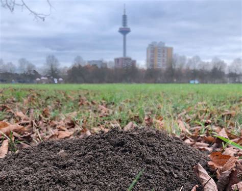 Naturwandeln Touren Klimawerkstatt Ginnheim Frankfurt Am Main