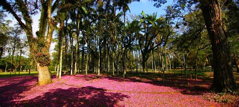 S O Jos Uma Das Cidades Mais Arborizadas Do Brasil