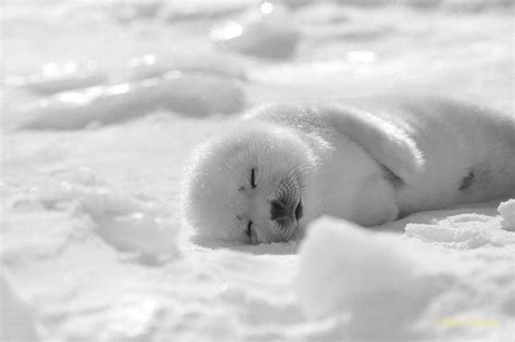 モノクロのアザラシ 小原玲動物写真家）のブログ