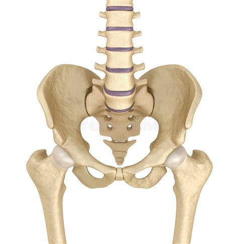 Female Anatomy Pelvic Area