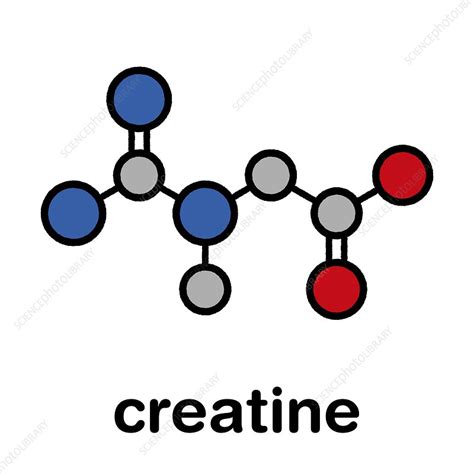 Creatine Molecule Illustration Stock Image F Science