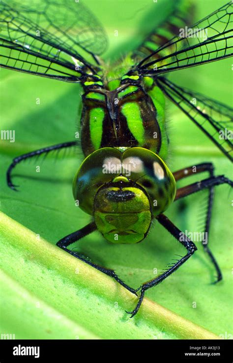 Southern Hawker dragonfly Stock Photo - Alamy