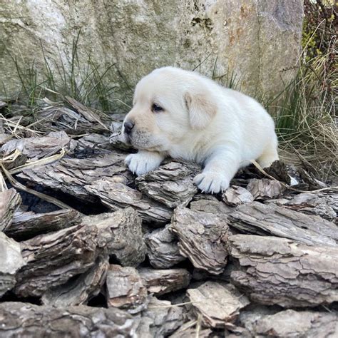 Puiut Labrador Cu Pedigree Tip A Bucuresti Sectorul 1 OLX Ro