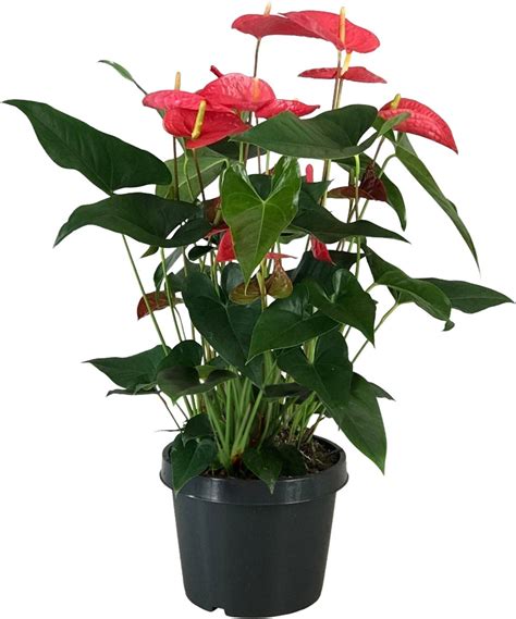 Kamerplant Van Botanicly Flamingoplant Hoogte 80 Cm Anthurium