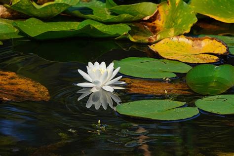 Water Lily Flower Pond - Free photo on Pixabay - Pixabay