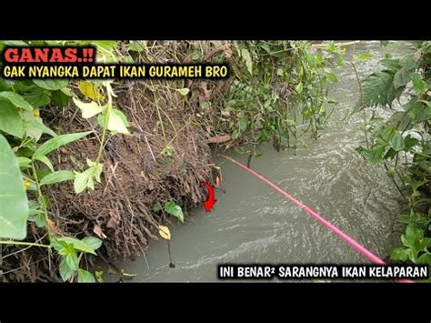 GOKIL MANCING WADER DAN UCENG DI SELOKAN KECIL GAK NYANGKA DAPAT