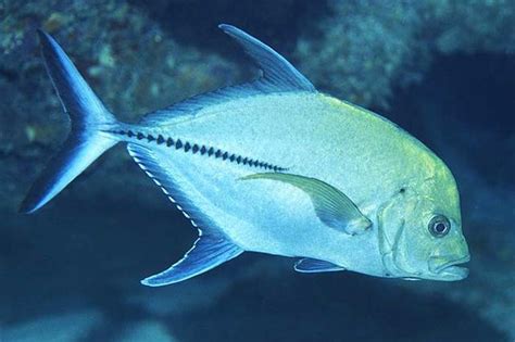 Xaréu - O Peixe Brigão Que Todo Pescador Gosta!