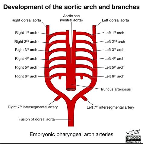 Ventral Arch