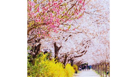 Daegu Cherry Blossoms And Festivals