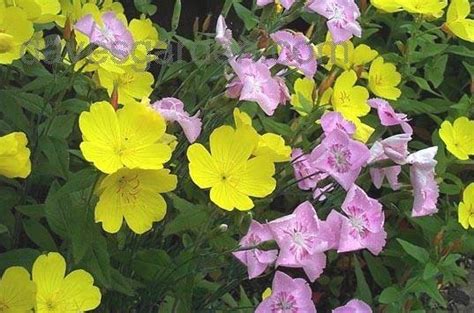 Plantfiles Pictures Common Sundrops Oenothera Tetragona 1 By Poppysue