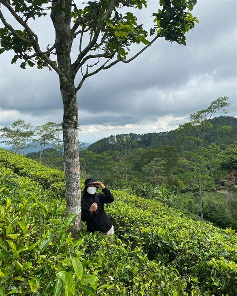 Kebun Teh Nglinggo Lokasi Akses Harga Tiket Masuk