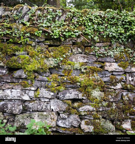 Traditional Dry Stone Walls Seen In The Lake District Cumbria England