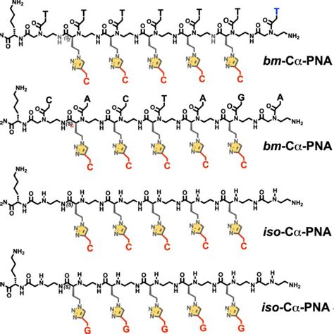 Structures Of A Pna B Pna Dna Duplex C Bimodal C Pna Dna And