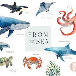 Watercolor Sea Life, Ocean Animals PNG, Sea Creatures, Jellyfish, Shark, Whale, Octopus, Dolphin ...