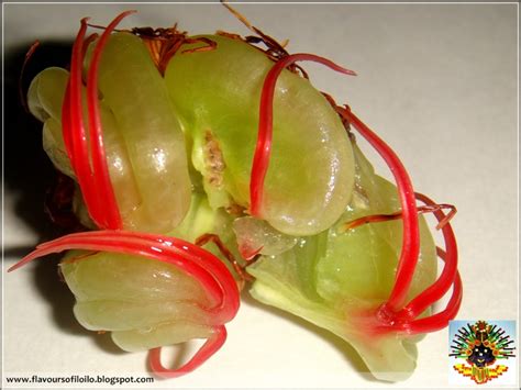 FLAVOURS OF ILOILO: The fruit of the catmon tree