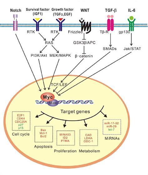 A role for c-Myc as a key signaling node. The expression of ...