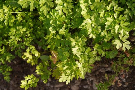 Cultivo De Col Huerto En Casa