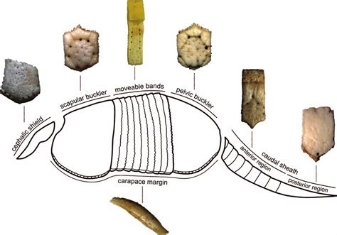 Schematic Not To Scale Of The Armor Of Dasypus Novemcinctus And