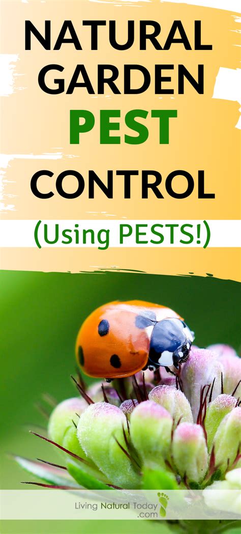 Learn The Ways To Use Pest Predators For Your Garden Pest Control