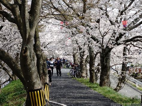 岡山・井原堤の満開の桜を撮影 桜のトンネルと花吹雪が圧巻だった