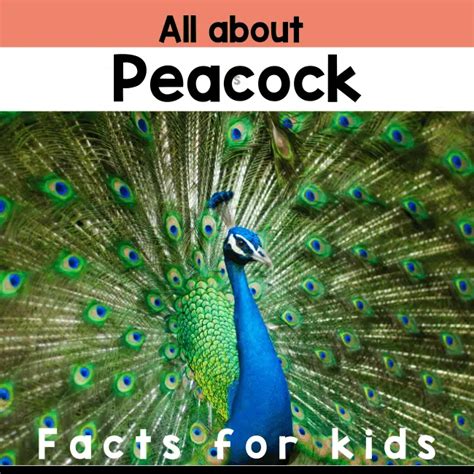 Peacock Facts for Kids - Little Ladoo