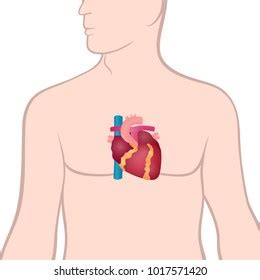 Anatomy Human Heart Location Heart Human Stock Vector (Royalty Free ...