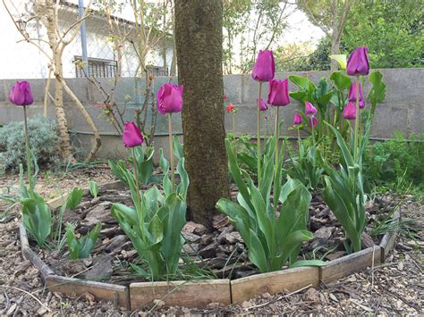 Mejor Poca Para Plantar Bulbos De Tulipanes En Espa A Mis Tulipanes