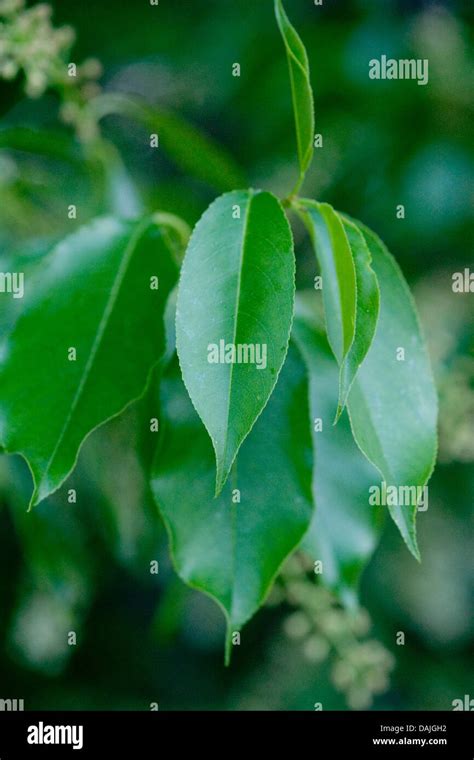 European Bird Cherry Prunus Padus Padus Avium Leaves On A Tree