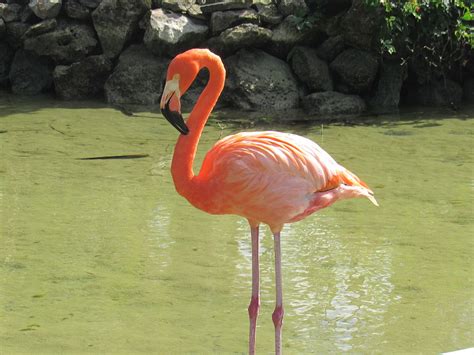 Phoenicopterus Wikipedia La Enciclopedia Libre